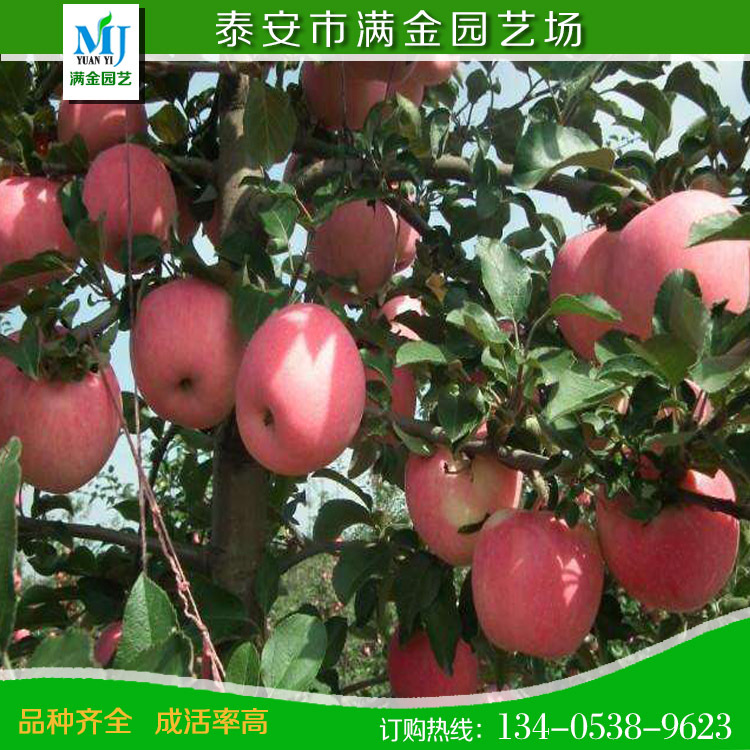 苹果树苗木  南方特有苹果树品种-南方巨森苹果苗 湖南果苗批发