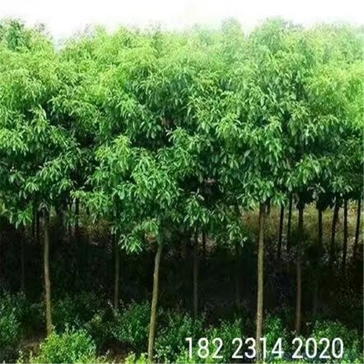基地直销 三公分香樟树苗 大叶樟小叶樟树苗批发 新品种南方种植-阿里巴巴
