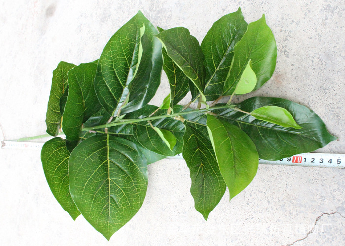 XRB-170鍗曟灊棣欐灉鏍戝彾22鍙??