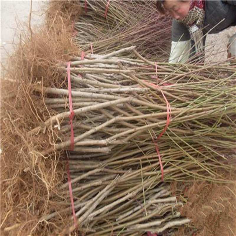 2345_image_file_copy_27_副本