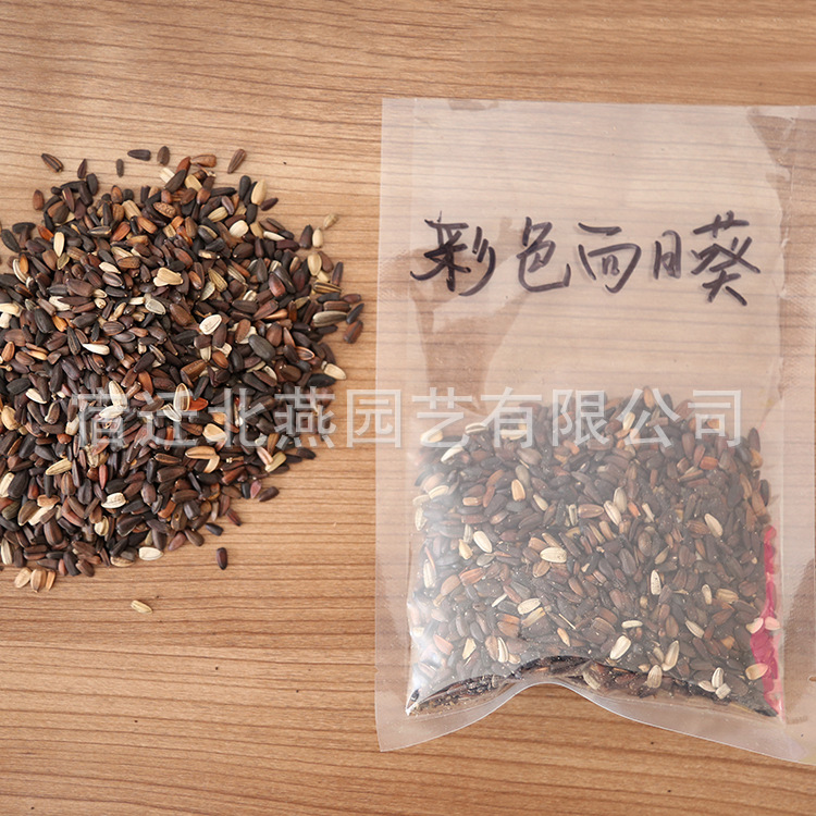 批发观赏向日葵种子迷你紫色向日葵玩具熊向日葵种子多头向日葵种