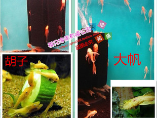 �{���S������ �t�ۺ����~ �̷������ ����󷫻�������{��