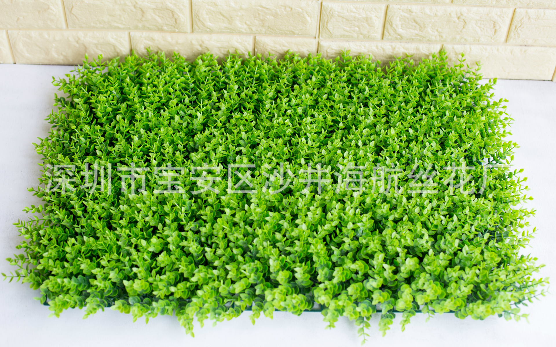 小尤加利草草坪