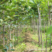 长期供应  质量嫁接柿子树苗 无虫害柿子树苗 糖度  产量