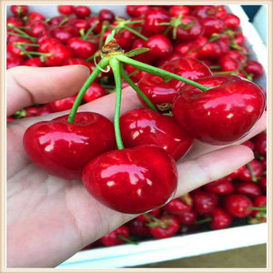 樱桃车厘子现货，特级果2斤装美早樱桃，一件代发，顺丰包邮