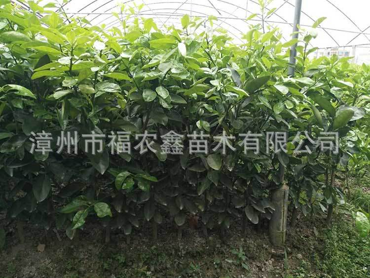 微信图片_20171211162308