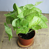 [Direct supply of the base] Viewed plant plants purify small potted flowers (A90) Golden boy combined with taro
