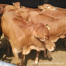 現在成品肉牛多少錢一斤 魯西黃牛養殖場