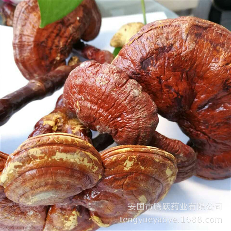 Lingzhi Reishi Mushroom Slices Ganoderma lucidum Dried Herb for Tea and Decoction Wholesale quality and texture