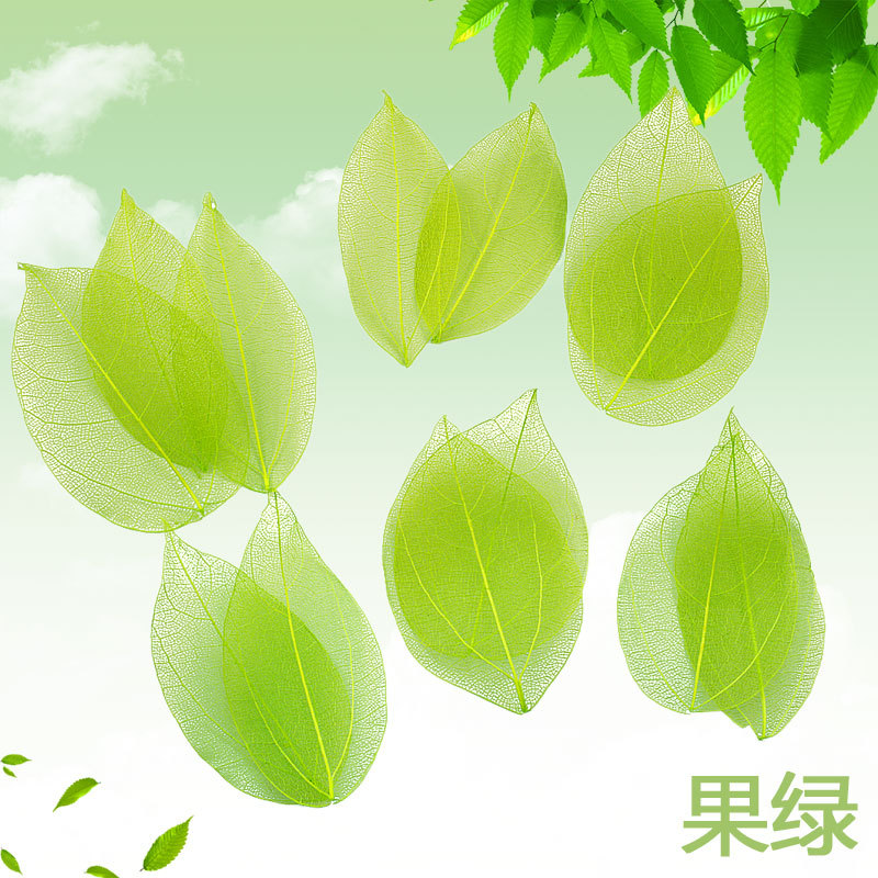 干花金刚叶果绿