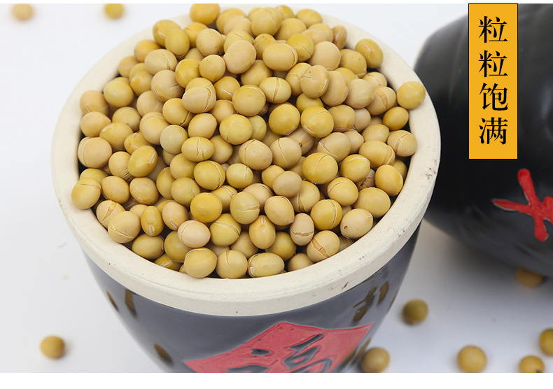 Roasted Soybeans Huang Dou 大豆 50 lb Bulk Bag for Homemade Soymilk Farm Grown Low Temperature Baked in use