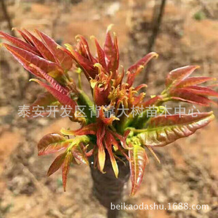 �����㴻��t���㴻 �ɻ��ʸ� Ʒ�|�� ���� ������ ɽ�|