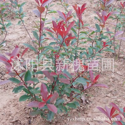 Of large number photinia fraseri  Seedlings photinia fraseri