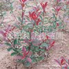 Of large number photinia fraseri  Seedlings photinia fraseri