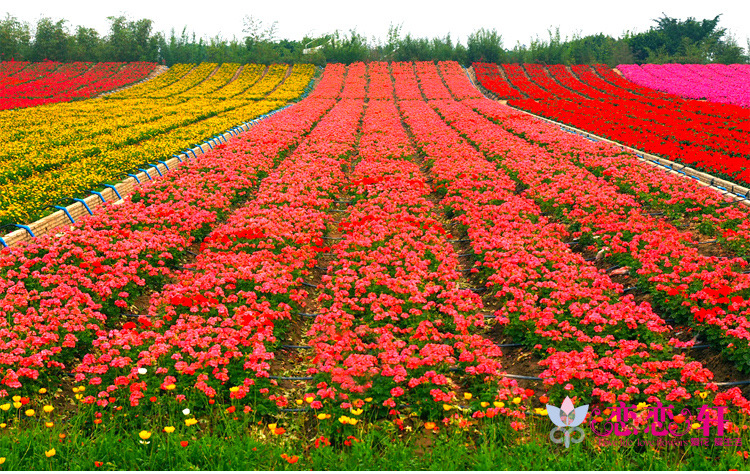 色块花海