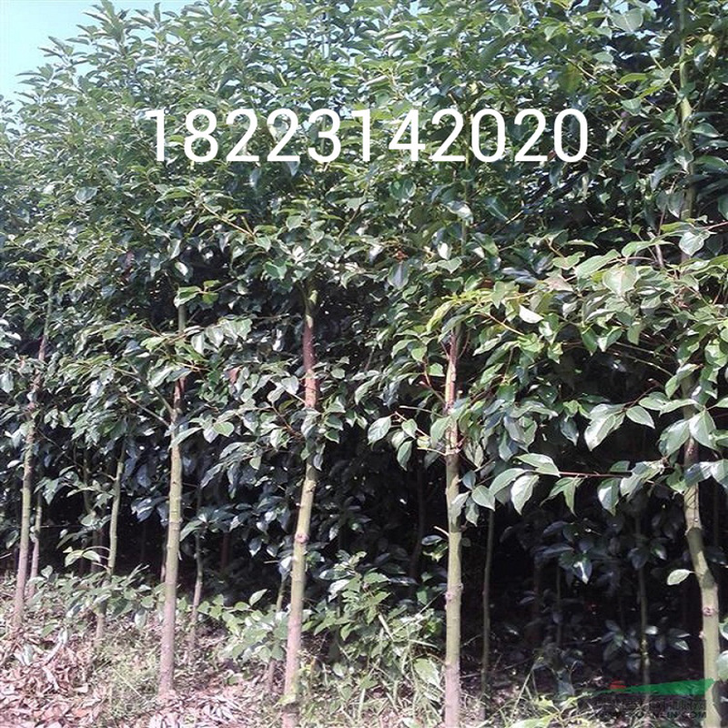 基地直销 三公分香樟树苗 大叶樟小叶樟树苗批发 新品种南方种植-阿里巴巴
