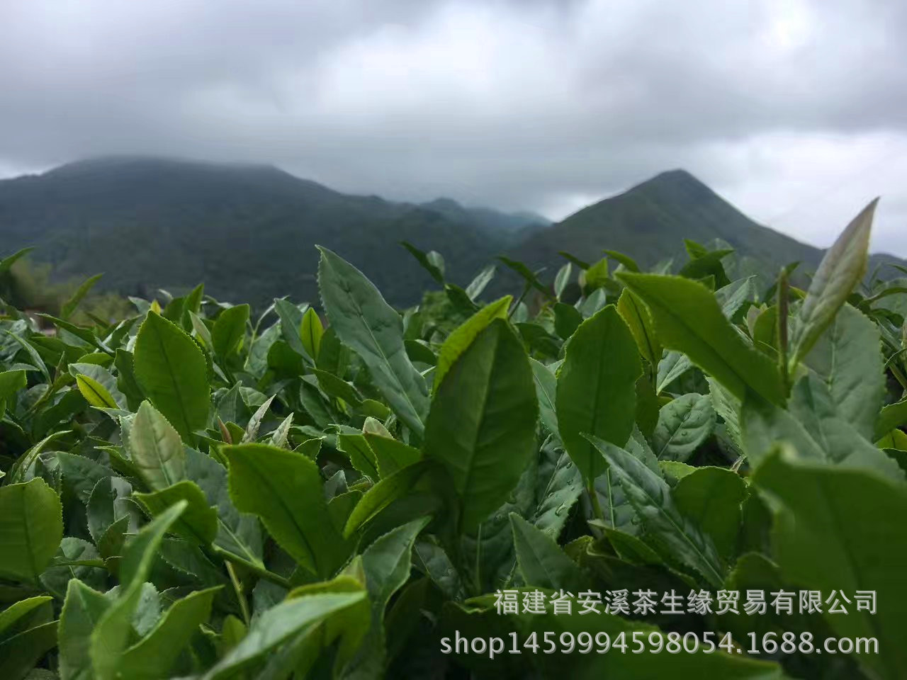 mmexport1495178435715