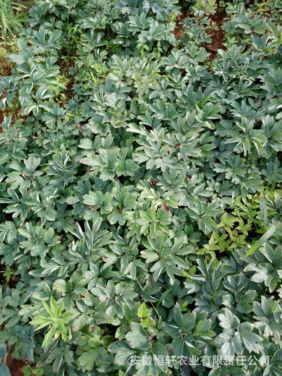 微信图片_2017090512254816