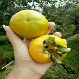 ����Ʒ�N �ձ����� �������Ә�r�� �F�ݵ؅^�����������Ә�