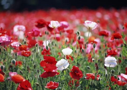 u=1560699008,1118824241&fm