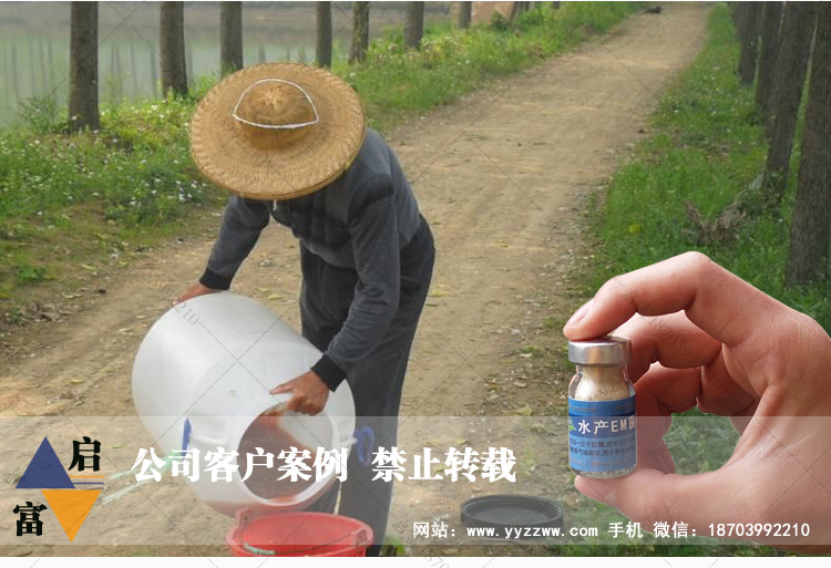发酵猪粪肥水em菌种