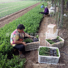 瓜子黄杨色块篱笆植物 常绿庭院小区工程苗 风景苗景区绿化工程