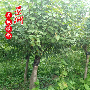 5�������~÷  ���ذꅲ�����U���~÷ ���ؼ޽����~÷���l