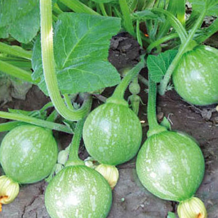 优种网批发 无蔓早南瓜种子—10克 基地 有机蔬菜种子公司|ms