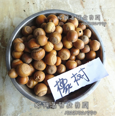 出售花卉種子 橡樹種子 青岡栎樹種子 橡子樹苗 當年新種子