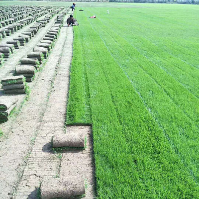 Place of Origin wholesale Green grass Lawn Evergreen Residential quarters villa engineering green Mixture Green grass plant