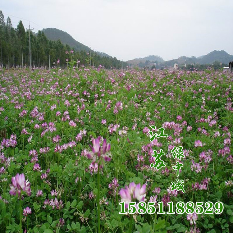 未命名_副本45_副本