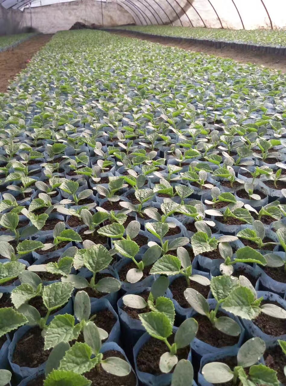 临汾育苗钵加工机看的见的产品