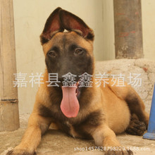 红马犬多少钱一只 黑马犬价格 马犬养殖2个月的多少钱