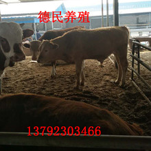 養殖場供應改良品種牛 利木贊肉牛養殖基地肉牛 圈養散養牛