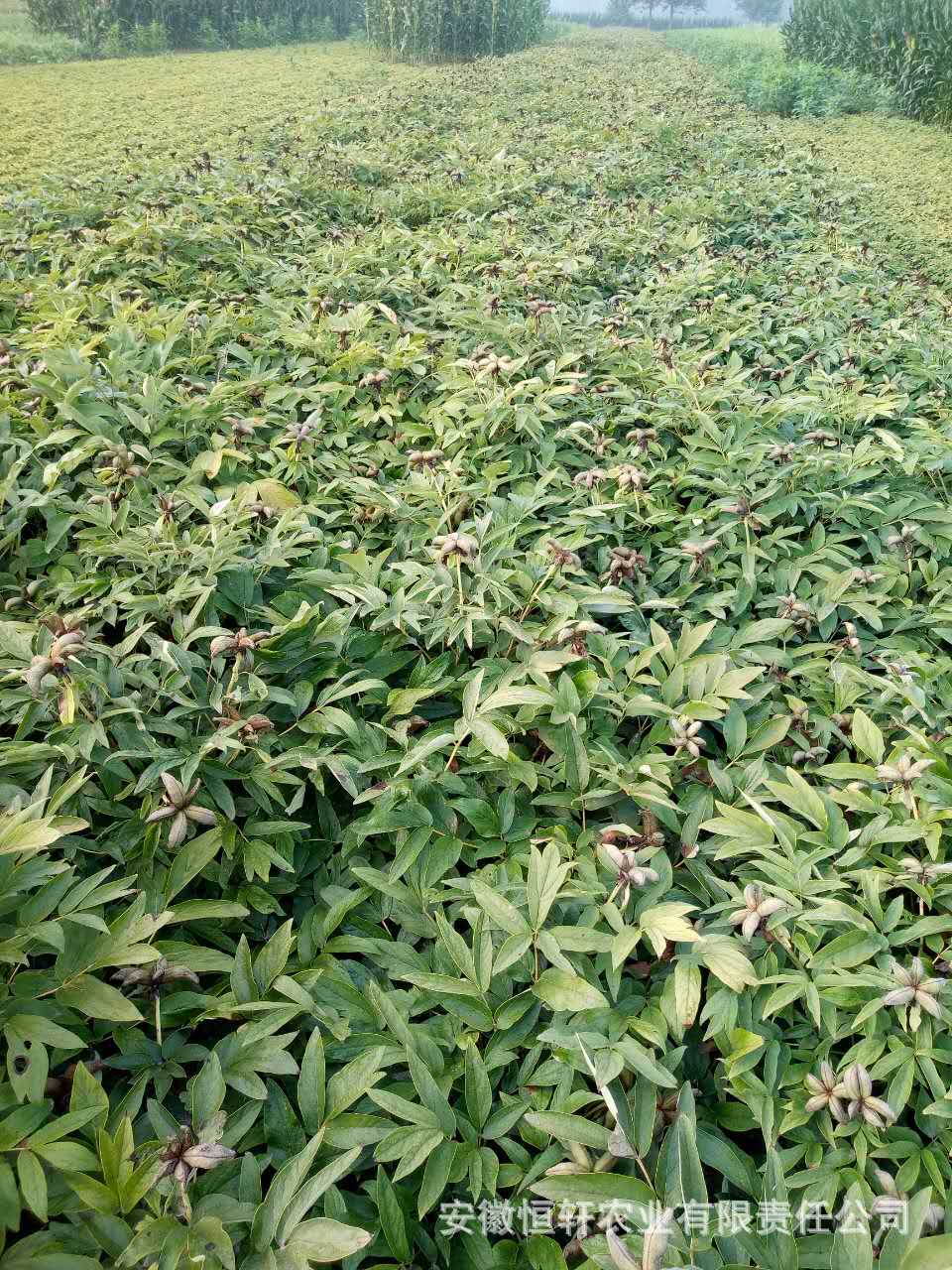 微信图片_2017090512254812