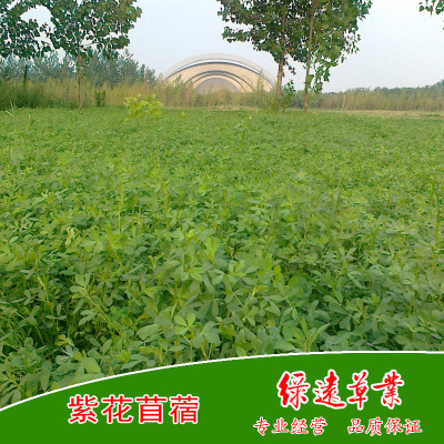 供：紫花苜蓿种子：牧歌401 高产、耐寒、耐旱 苜蓿草种 牧草种子|ms