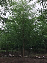 銀杏樹15公分廣西桂林興安縣合意苗木基地低價供應