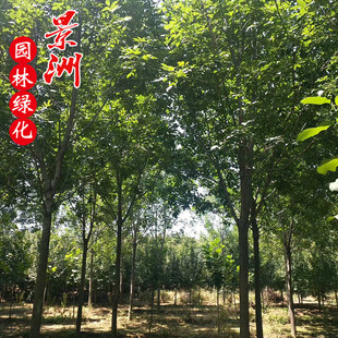 ��Ϟ�� ��Ϟ�е����Ϟ���ؾG�� ��ľ��Ϟ�G�� ������Ϟ����ľ