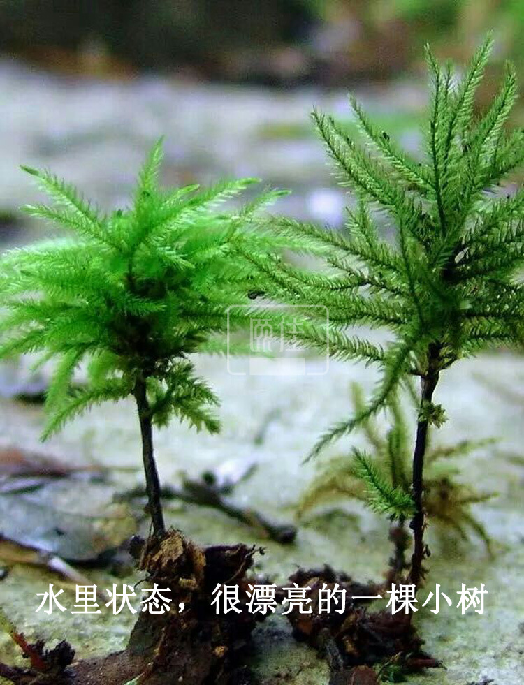 万年藓 真水草活体 水草批发 苔藓 鱼缸水族箱 