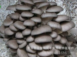 Большое количество грибных мешков Pleurotus Оптовые с низким содержанием грибовых бактерий с высоким уровнем грибов.