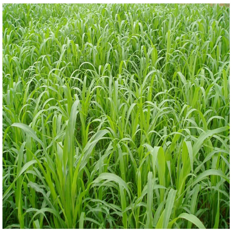 Оптом семена кормовой травы райграс семена травы люцерны кукурузная трава суданская трава цикорий Rumex