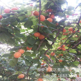 供应红丰杏树苗 2年嫁接珍珠油杏 1.5米以上嫁接凯特 金太阳杏树