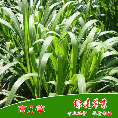 供：美国高丹草草种 养牛 养羊 养鱼 养鹅 养驴 养马 牧草种子|ms