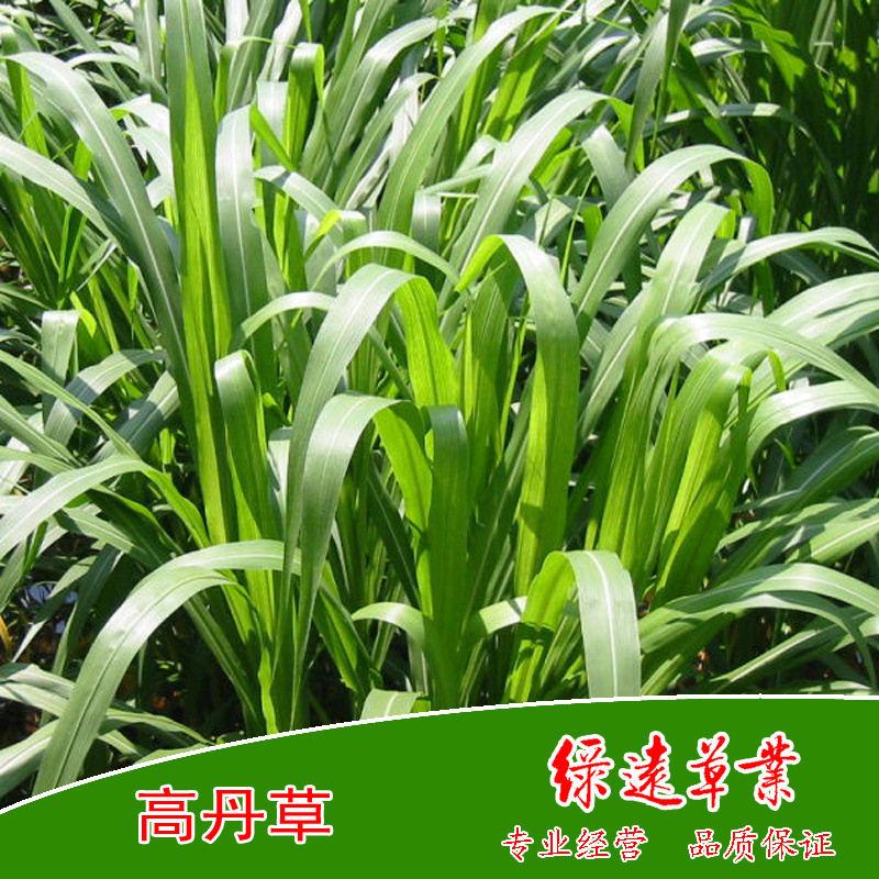 供：美国高丹草草种 养牛 养羊 养鱼 养鹅 养驴 养马 牧草种子|ms