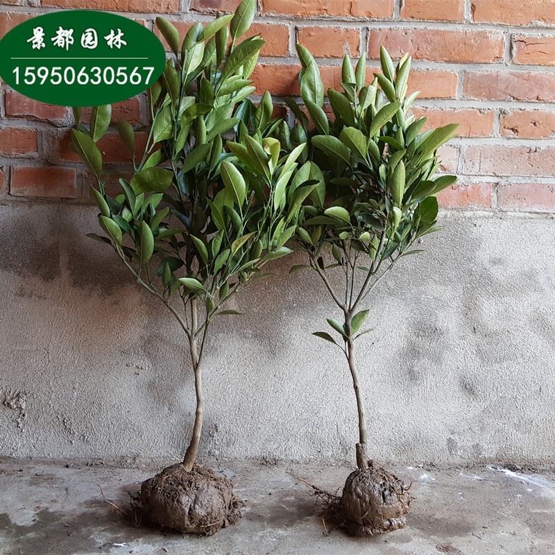 【桔子树】_桔子树厂家_桔子树批发市场