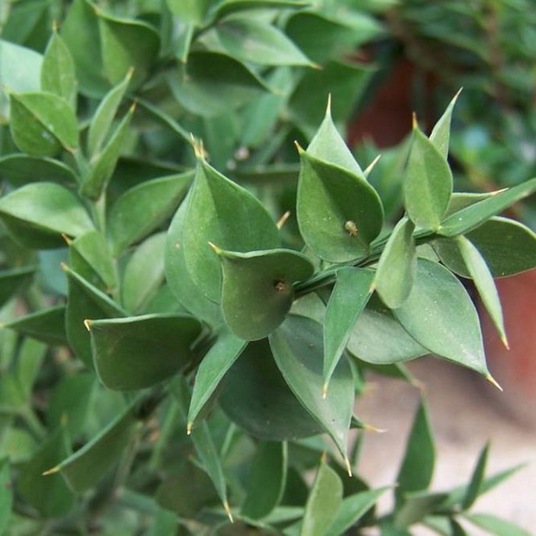 假叶树1