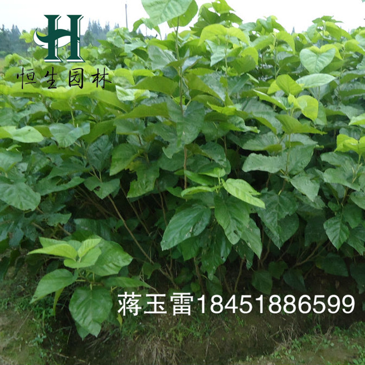 园林果树-桑树苗桑葚树苗长桑果苗新品种 盆栽