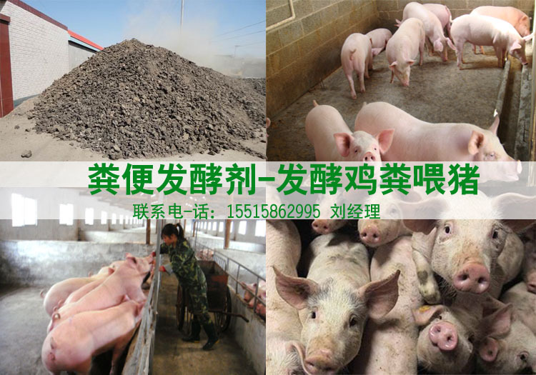 发酵鸡粪喂猪