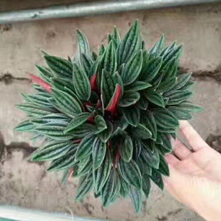Base Direct Sales 90 Red Angel Indoor Foliage Florals Jasper Pepper Purifying Air Green Plants