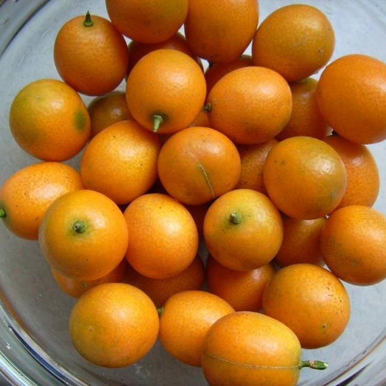 金橘1
